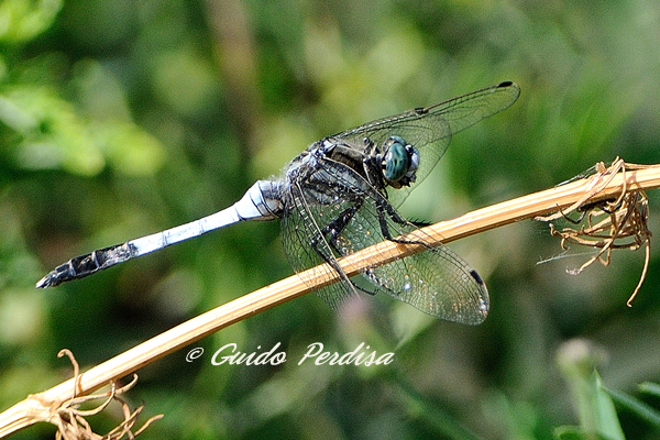 Aiuto ID Orthetrum albistylum maschio ? - S